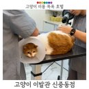 이야옹 | 부천 사나운 예민한 고양이도 미용 목욕 호텔 Ok 고양이 이발관 신중동점