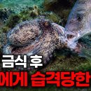문어의 일생 이미지