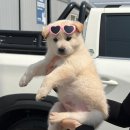 강서구희망센터 | [부산동물보호센터] 유기견봉사후기 2026.3 ④