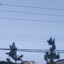 김박사 봉평막국수 이미지