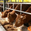 현대정육점 이미지