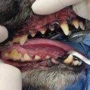 부곡동물병원 이미지