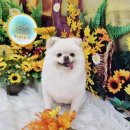 하리스펫 이미지