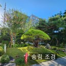 고대 구로병원 / 기념 식수 / 고대 구로병원 조경 관리 / 고대 구로병원 반송 이식 후기 / 관수 시설 설치