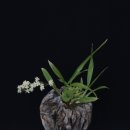 환타지아 이미지