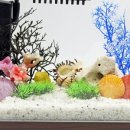 바다냥이네 이미지