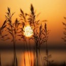 바람이 좋은 저녁 Daum카페