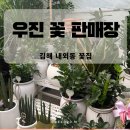 김해 흥동 우진꽃판매장 도매가로 금전수 파키라 화분 구매후기