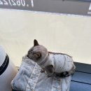 현동물병원 | 광주동구 학동 현동물병원 고양이신부전 진료 및 피검사 후기