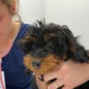 선주동물병원 이미지