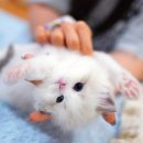 강남고양이분양캣프렌즈 | 먼치킨고양이분양 제대로된 묘연 캣프렌즈에서 찾은 후기!