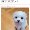 다 이미지