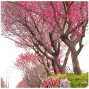 매곡천부경명상센터 | 전국 매화 명소 5곳, 광양매화마을.순천복음교회.광양매화마을.기장매화원.매곡동탐매마을 2026년 매화...