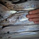 대치호스릴-6 | 통영 홍도권 먼바다 갈치 텐빈 낚시. 거제도에도 이런 선사가! (경남 거제 지세포항 뉴블루호 선상낚시)