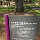 관음송 이미지