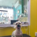 빅맨애견미용 이미지