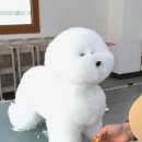 정애견미용학원 - 창원시 진해구 진해대로921번길 3 | 정애견미용학원