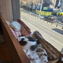 고양이 행복구역 이미지