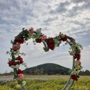 수산2리 | 벌라리굴 수산2리부녀회 꽃밭