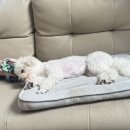 몽글몽글애견유치원 | 새솔동 몽글몽글 애견유치원, 공간만 보면 딱! 답이 나옵니다! (새솔동 강아지 보호자님들 필독)