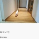 개바라기 이미지