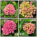 작은용담.해오라비사초.토종보리수.볼루션.독일장미.써니데이즈.배달계.삼색인동.마더스데이... 이미지