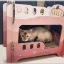 아이조아 캣파크 서울점 이미지