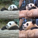 바오 이미지