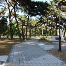 소나무캠핑 이미지