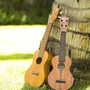 맑은 소리 우쿨렐레 이미지