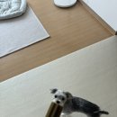 기가덴탈