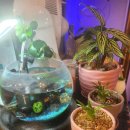 참치마니아 이미지