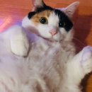 오블리 동물병원 이미지