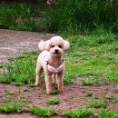 소금쟁이 이미지