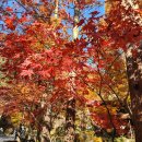 [장태산] 24.11.22 등산 후기- 단풍 조금 떨어짐 (자연휴양림 정문 안내소-만남의숲-생태연못...