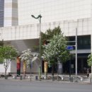 롯데마트 이팝나무 이미지