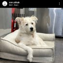 멍뭉식탁 이미지