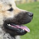 플러스동물의료센터 이미지