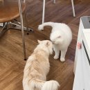 개냥이 이미지