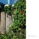 일성(아) 이미지