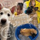 중랑구유기견카페 다시사랑받개 봉사 신청 방법 및 마감 봉사 후기