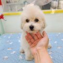 야옹아 멍멍해봐 탕정점 이미지