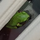 청개구리PC 이미지