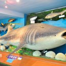 땅끝해양자연사박물관 이미지