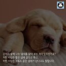 꼬순내 이미지