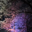 진작에와볼껄 | - 사슴히의 나들이 : 여의도 윤중로 벚꽃길 진짜 후기 (서울 벚꽃명소, 실시간 벚꽃개화상황,벚꽃놀이...