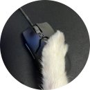 퍼피마마 이미지