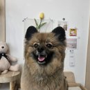 코코바리 이미지