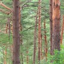 소나무숲 이미지