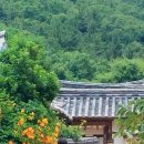 백불고택 | 능소화
